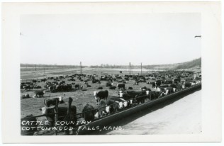 This undated real photo postcard shows a cattle feed lot located at Cottonwood Falls, Kansas.
