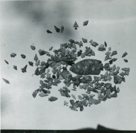 This display is one of more than 20 contained in "the cave", located at Ozarka Village near West Plains, Mo. This photo is dated 1971.